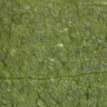 Verde Ming Marble